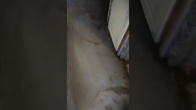 Заливка пола бюджетный вариант 3 дань смотреть онлайн