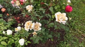 Обзор на японскую розу Принцесса Киши, Эвентал Дор, Шилаби, Кутюр роз Тилия.