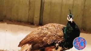 такого про павлинов вы еще не знали