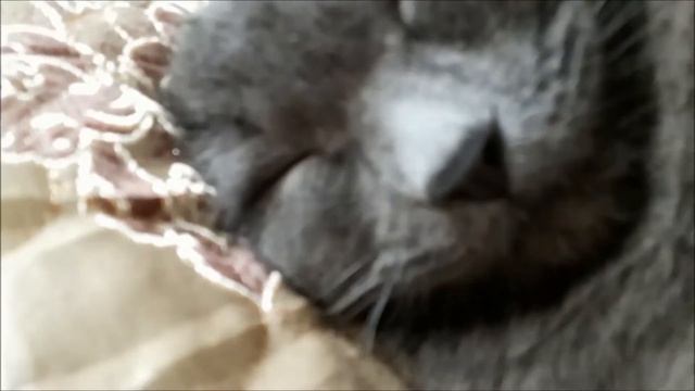 Почему кошки высовывают язык . Why does the cat stick out its tongue смотреть онлайн