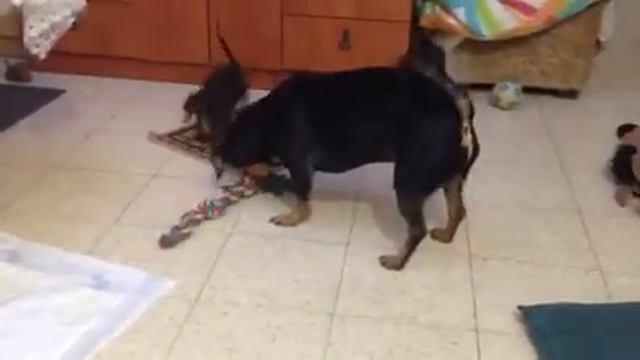 //Жизнь в Израиле// Собаки Таксы Играют Чак и Марго смотреть онлайн
