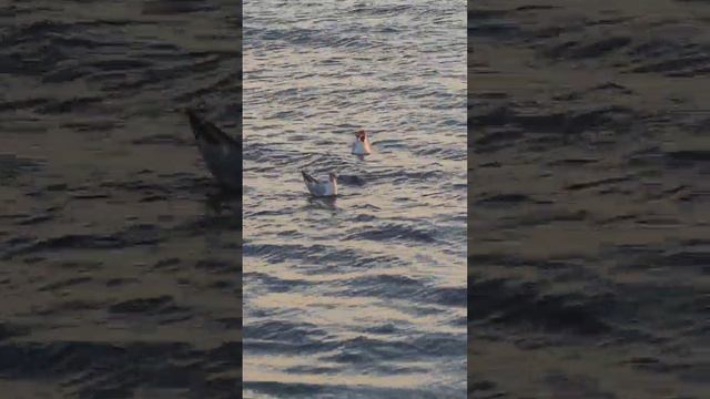 Море черное, Анапа, чайка плавает, птица