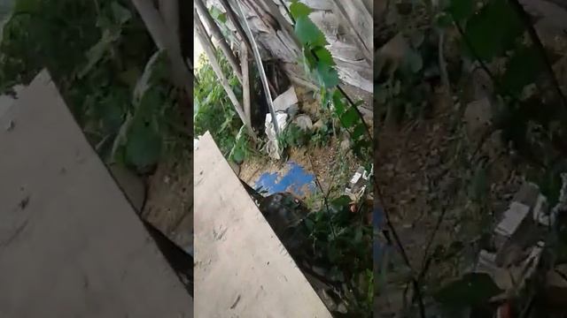 Казак и гуси породы линда . смотреть онлайн