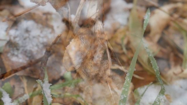 Первый снег смотреть онлайн