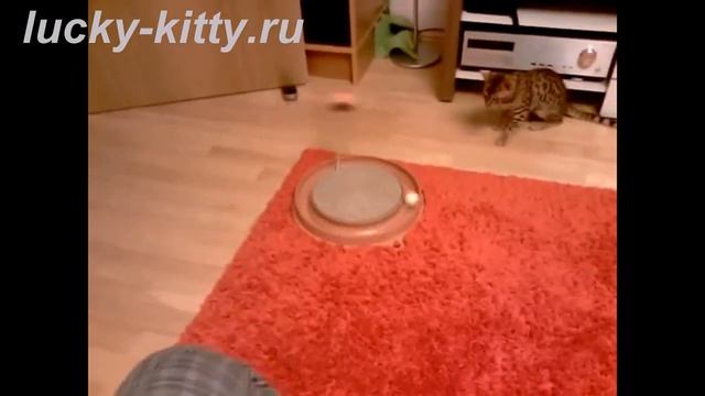 Уникальная игрушка для кошек! смотреть онлайн