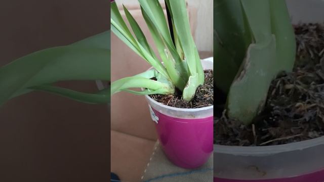 Зацвела моя мильтония. Мои способы ухода и посадки. смотреть онлайн