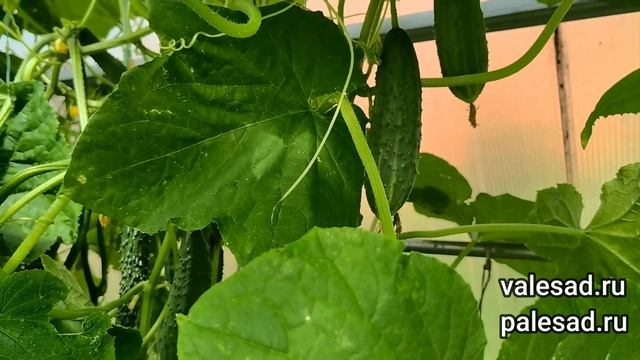 ПАУТИННЫЙ КЛЕЩ НА ОГУРЦАХ! Срочно обработайте огурцы этим средством! смотреть онлайн