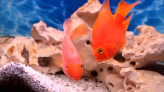 Red parrot. Цихлиды "красный попугай" смотреть онлайн