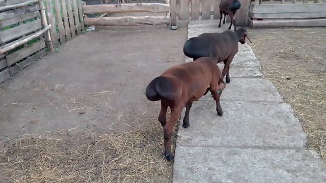 Гиссарские кучкарики (возраст-4,5 месяца) на продажу, 14.07.2023. WhatsApp +7 919 230 01 63. смотреть онлайн