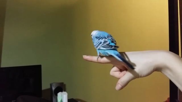 Обучение попугая Кувырок