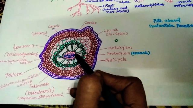 Selaginella part 1 in Hindi смотреть онлайн