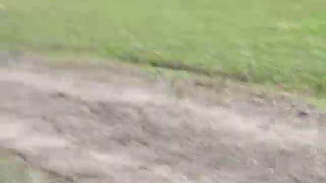 Болгария. Заказник Калината. часть 1. Дикие муфлоны смотреть онлайн