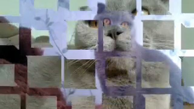 Любимая кошечка!! смотреть онлайн
