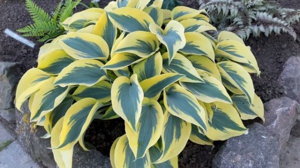 Хоста Hosta  Ben Vernooij