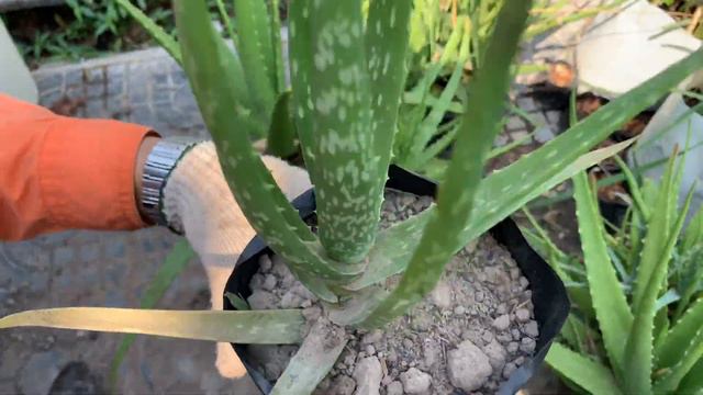 How To Grow Aloe Vera At Home || Aloe Vera Growing || Aloe Vera Propagation And Care