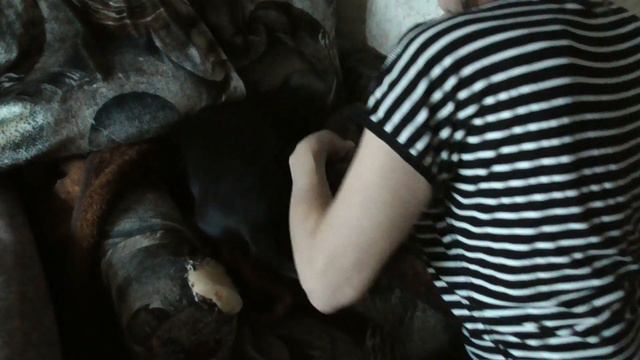 Будни такс. Ставим уколы Касперу. смотреть онлайн