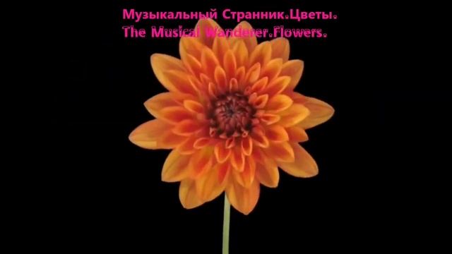 Цветы.Солнце помогает цветам распускаться,а любовь помогает человеку обрести счастье.Музыка Красоты смотреть онлайн