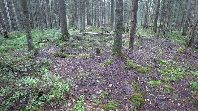 Грибы в Ленинградской области. Интересная находка. Сбор грибов. смотреть онлайн