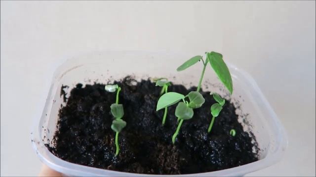 Мои экзотические растения: хурма весной и другие 80 смотреть онлайн