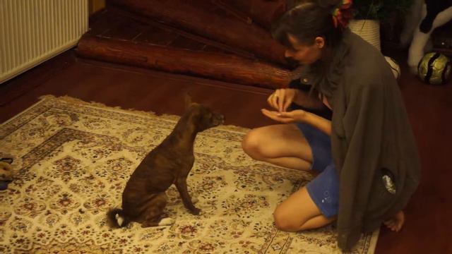 Басенджи дрессировка Буся смотреть онлайн