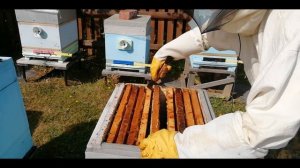 Исправление семьи трутовки.-Пчелы трутовки и способы исправления.