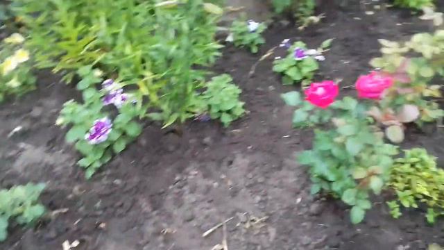 ИЮНЬ.ВИДЕООБЗОР ПЕРВОЙ ЗОНЫ ЦВЕТНИКА. смотреть онлайн