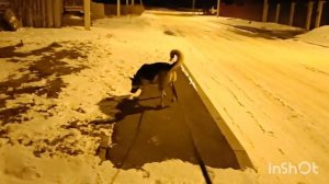 90) СОБАКА ОВЧАРКА Верба Зимой не Мерзнет на Прогулке в Городе ПЕНЗА 22 Января 2023