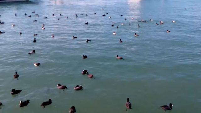 Утки. Морпорт Сочи смотреть онлайн