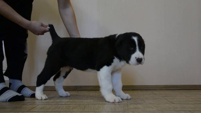 ОЕССЕНН СТИЛЬ Вояж 55 дней ПРОДАЕТСЯ смотреть онлайн