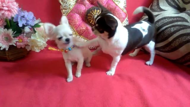 Стандартная и микро чихуахуа 5 мес смотреть онлайн