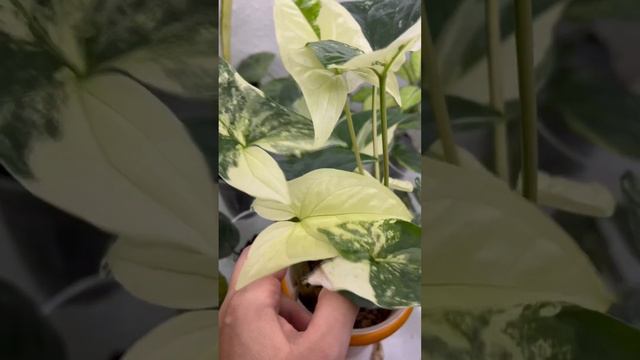 Чарівний сингоніум імперія вайт Magisches Syngonium Imperial White