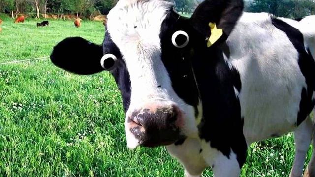 Корова мычит. Звук коровы. Мычание коровы. Cow lowing. Cow mooing. Sounds animals смотреть онлайн