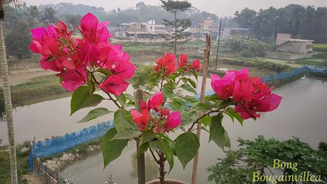 BOUGAINVILLEA|VERA LYNN|Heavy Blooming Torch Variety/Cultivar