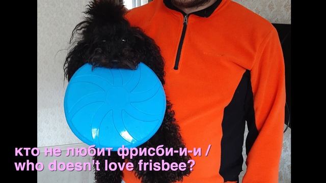 КАРЛИКОВЫЙ ПУДЕЛЬ: 2 мес. - 2 года ? Черно-коричневый ? MINIATURE POODLE: 2 months - 2 years ? смотреть онлайн