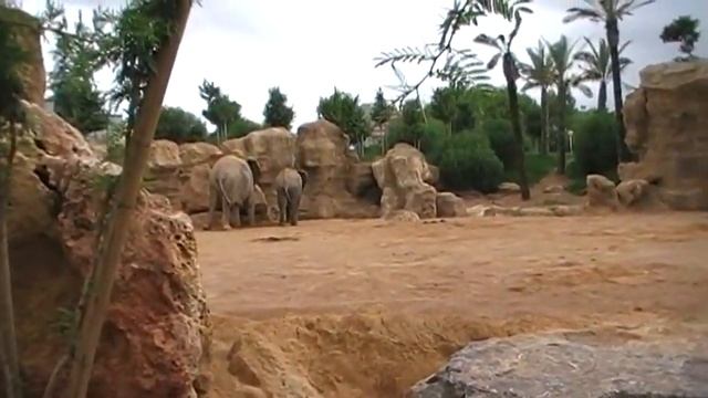 Биопарк Валенсия, Испания. Слоны часть №1 смотреть онлайн