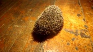 ежик пыхтит