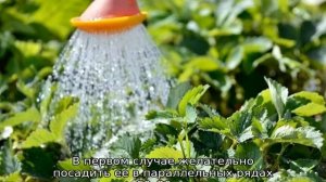 Можно ли сажать рядом разные сорта клубники