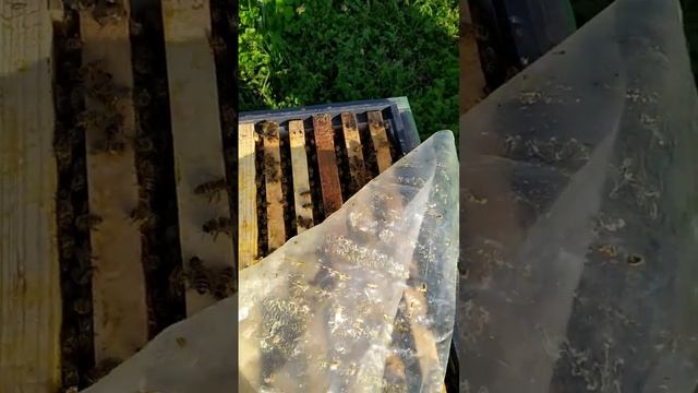 матку со жменькой пчелы обединяем с хорошей по силе семьëй. хотим получить двухматочную на акацию. смотреть онлайн