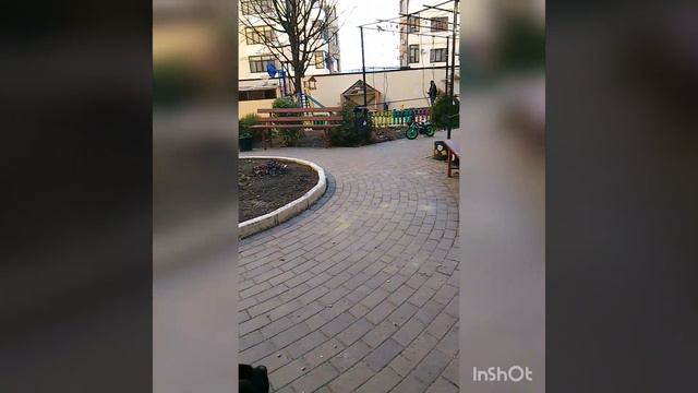 чёрный пит буль . Как Драго вырос, каким стал #blechpit #пит #dog #собака #kat #кот смотреть онлайн