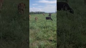 намордник для телят чтобы не подсасовывали корову