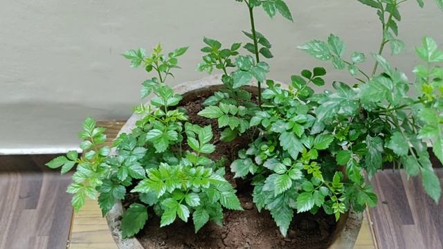 Tecoma Plant के बारे में कुछ important growing tips - How to grow & care Tecoma plant смотреть онлайн