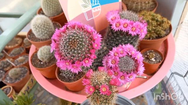 Олины Истории 🏜 Влог #187💐Цветочное настроение в моем саду и в нашем районе! смотреть онлайн