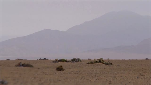 Welwitschia mirabilis смотреть онлайн