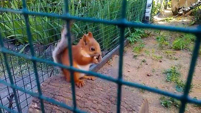 Белочка грызет орешки смотреть онлайн