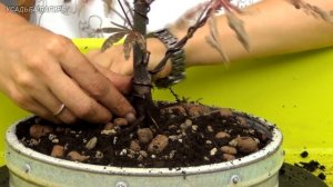 Бонсай из клена (ч.2).