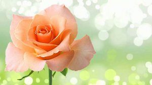 Футаж. Цветочный фон 159