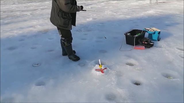 Поимки и холостые поклёвки форели на спорт - зоне. Клёвое место, Лосиный остров. смотреть онлайн