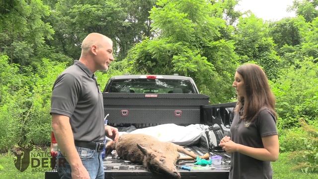 How to Remove Deer Lymph Nodes for CWD Testing смотреть онлайн