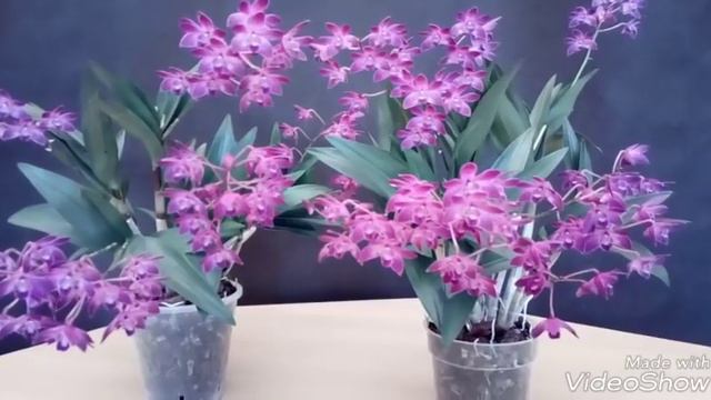 Dendrobium nobile, Dendrobium kingianum, Dendrobium Delicatum y Keikis смотреть онлайн