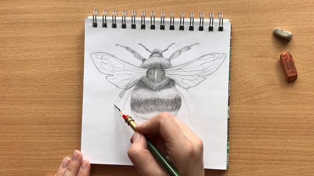 Как нарисовать шмеля карандашом | Drawing of bumblebee with graphite pencil смотреть онлайн